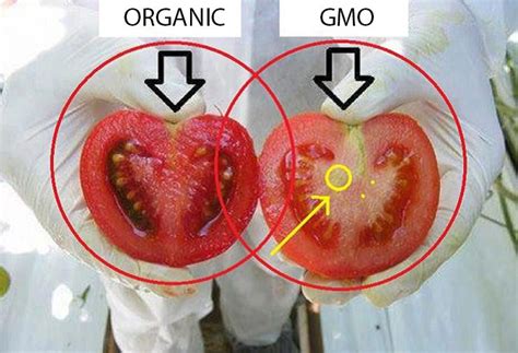 🐈 Difference between organic and gmo. GMO vs. Organic. 2022-11-01