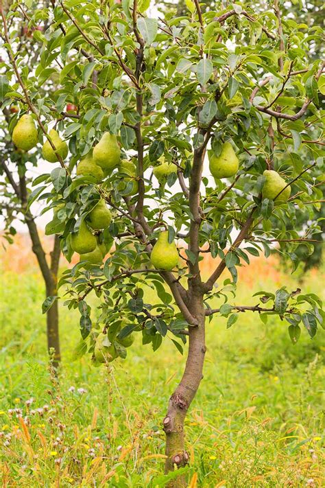 How and When to Prune Pear Trees | Gardener’s Path