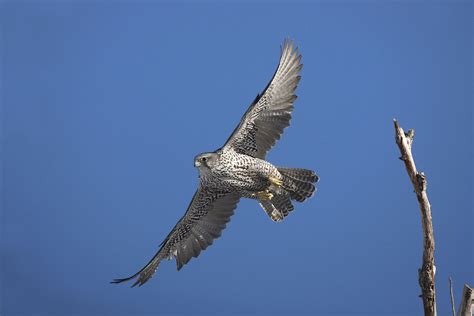 Gyrfalcon | Audubon Field Guide