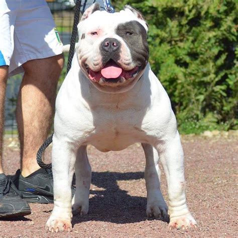 Chiot puppy puppies American bully XL XXL Bully Pitbull France Belgique ...