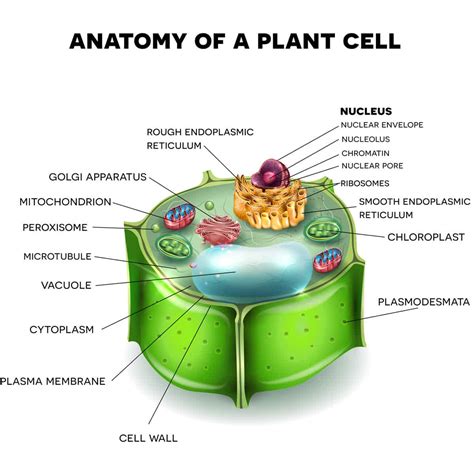 Parts of a Flower and Plant and Their Functions (8 Diagrams: Flower, Cell, Leaf, Stem etc.)