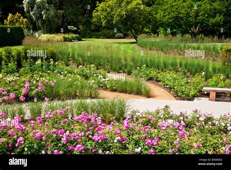 The new Rose Garden,opened in 2010, in the Savill Gardens, part of the ...