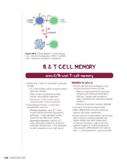 B- and T-cell memory: Video, Causes, & Meaning | Osmosis