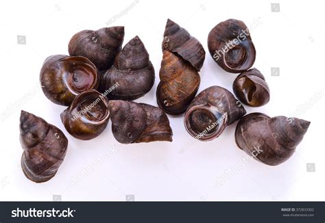 Edible sea snail seafood Images, Stock Photos & Vectors | Shutterstock