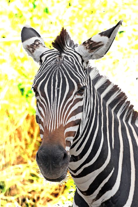 Dieren Zebra Gif » Animaatjes.nl