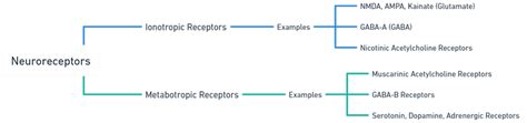 Receptors (Neuroreceptor)