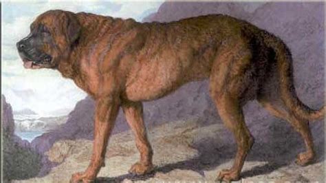 Extinct Dog Breeds