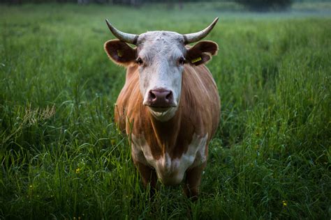 Free Images : nature, grass, field, farm, meadow, prairie, flower, wildlife, horn, pasture ...