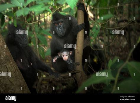 Celebes crested macaque; adult females taking care of a baby during weaning period, which take ...