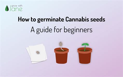 How to germinate Cannabis seeds: a guide for beginners