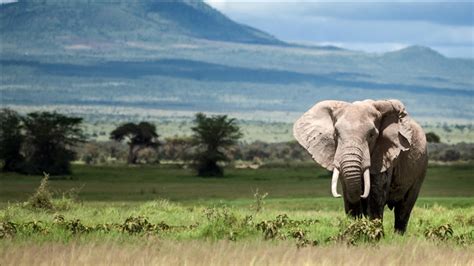 Elephant naming ceremony 2021 Kenya Wildlife | Kenya Tours