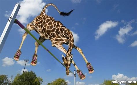 High Jump Animal Olympics: The giraffe wins! | Giraffe, Cute animals, Animals beautiful