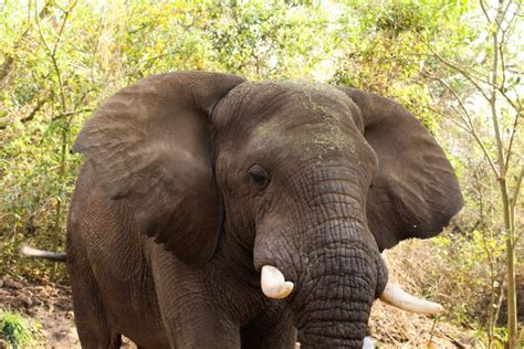 Hazyview Elephant Sanctuary • Young Wayfarer