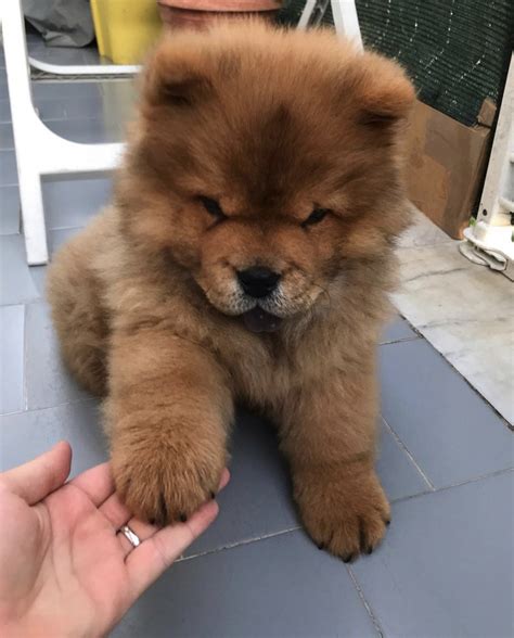 Chow Chow Puppies For Sale | Miami, FL #336293 | Petzlover