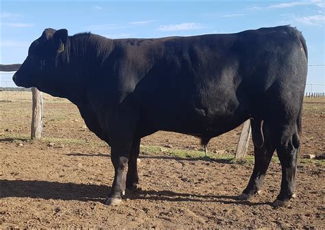 15 Gelbvieh Bulls | Listing | Cattlesales