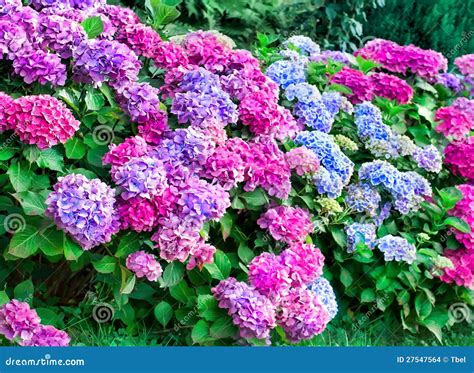 Hydrangea bushes 2 stock photo. Image of bushes, flora - 27547564