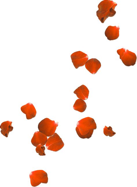 Rose Petals PNG Transparent Image PNG, SVG Clip art for Web - Download ...