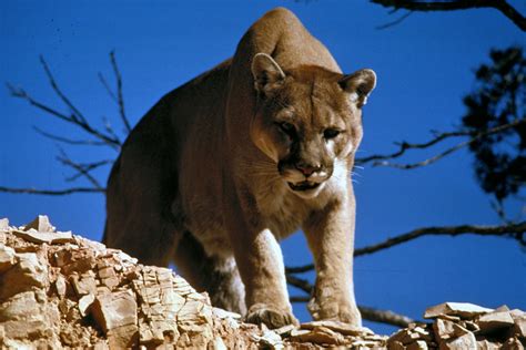 File:Mountain Lion in Glacier National Park.jpg - Wikimedia Commons