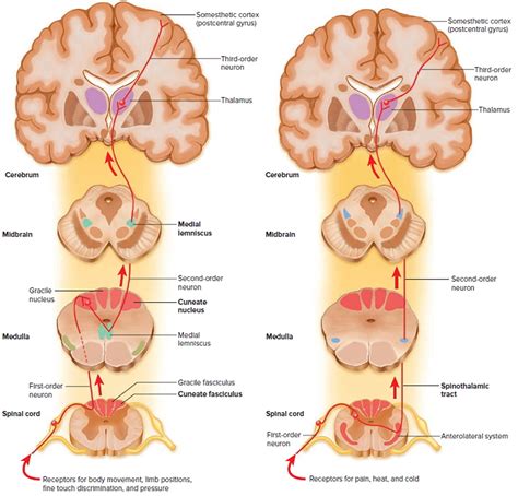 Spinal Cord Anatomy - Parts and Spinal Cord Functions