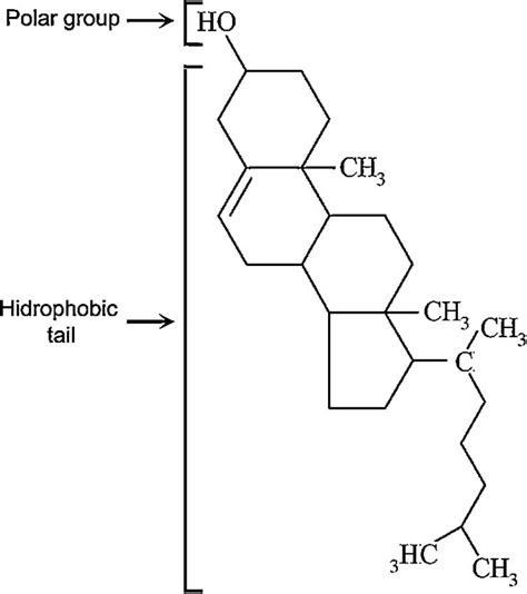 Cholesterol Molecule In Cell Membrane