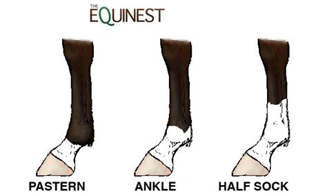 Quick Guide To Horse Leg Markings | The Equinest