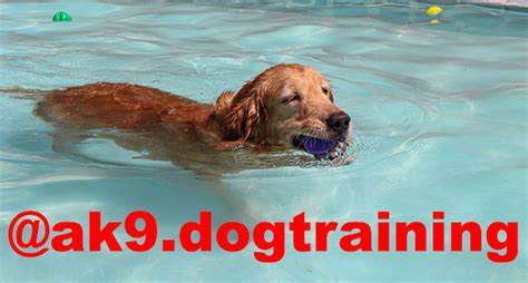 AK9 Dog Training Center - Servis dan Jasa Lainnya - AnjingKita.Com