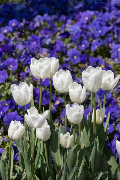 White color tulip flowers in the garden 14514339 Stock Photo at Vecteezy