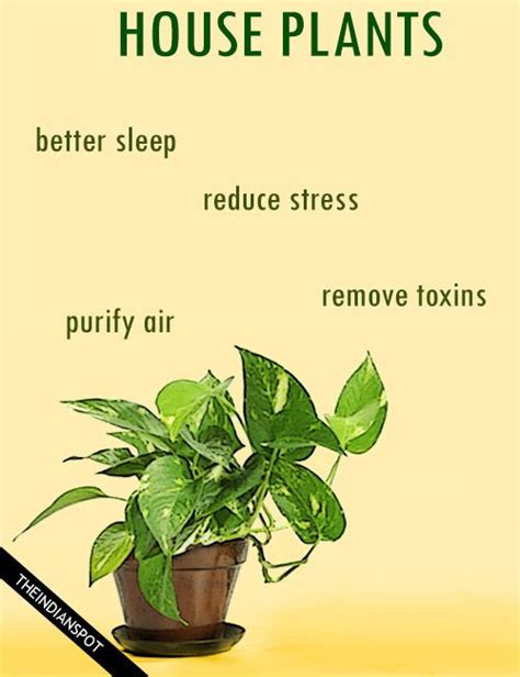 Indoor Plants Benefits | EylemFaizaan