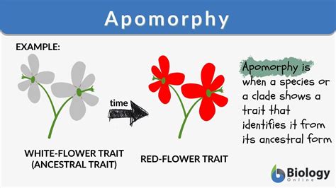 Apomorphy - Definition and Examples - Biology Online Dictionary