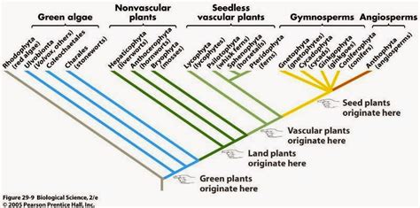 Botany Project: Plant Phylogeny?!?