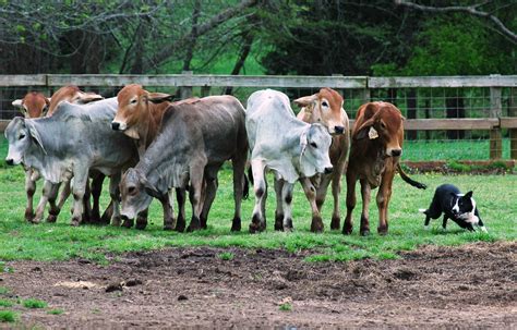 East Texas School for novice ranchers accepting students | AgriLife Today