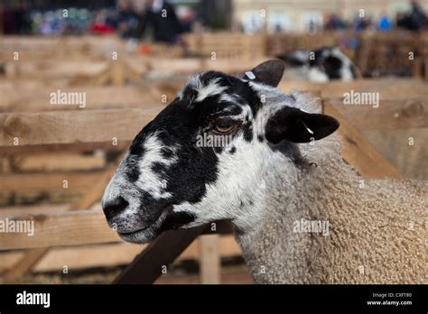 Head detail of Bluefaced Leicester Mule; Sheep Breeds at the Masham Stock Photo: 50750112 - Alamy