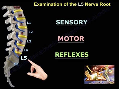 Examination Of L5 Nerve Root - Everything You Need To Know - Dr. Nabil Ebraheim - YouTube