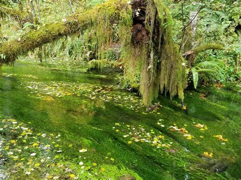 Hall of Mosses in the Hoh Rainforest at Olympic National Park | National parks, Favorite places ...