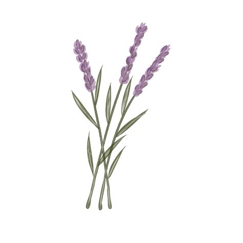 Lavender Flowers, Lavender, Ceanothus Impressus, Flowers PNG Transparent Clipart Image and PSD ...