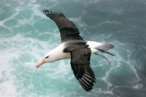 Engineers identify key to albatross’ marathon flight | MIT News ...