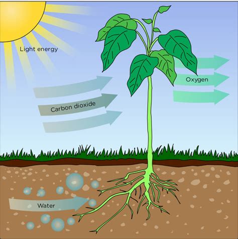 Lesson 4: Plants as Producers - What's going on in Mr. Solarz' Class?