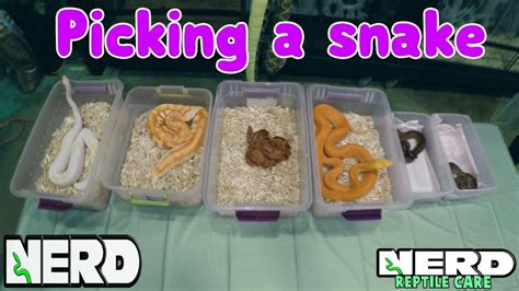 PICK THE BEST PET SNAKE - SNAKE CARE GUIDE - YouTube