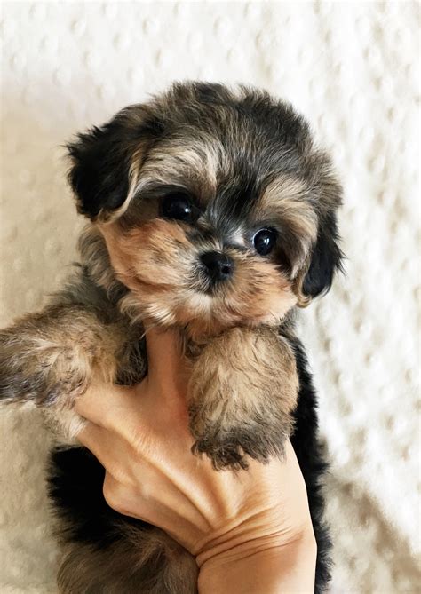 Teacup Morkie Puppy Female! - iHeartTeacups