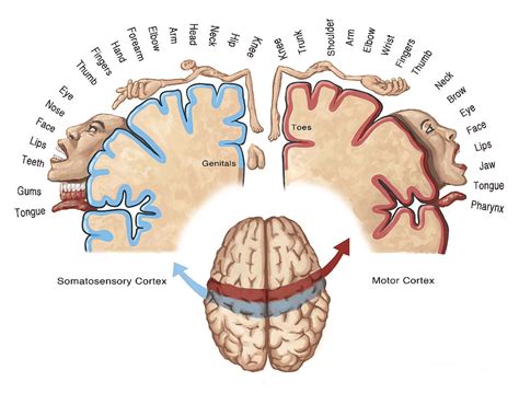 Phantom Limb Pain | Brainbook