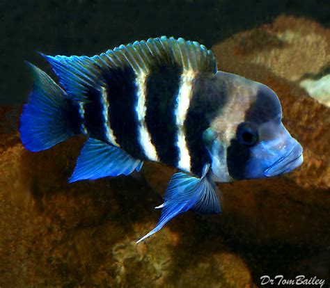 Premium Lake Tanganyika 6-Stripe Frontosa Cichlid, 1.5" to 2" long