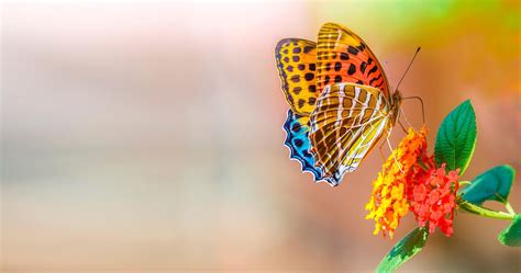 4K Butterfly Wallpapers - Top Free 4K Butterfly Backgrounds ...