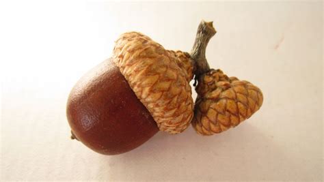 Acorn Coffee - An Energy Booster and a Protector of the Brain | Top Natural Remedies