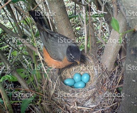 American Robin on her nest which holds four eggs... close - up and ...