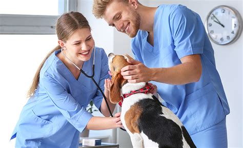 florida veterinary assistant certification - INFOLEARNERS