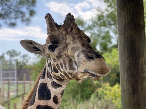 Find out why the Alabama Gulf Coast Zoo is called "The Little Zoo That ...