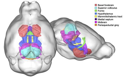 CSHL team finds evidence for the genetic basis of autism | Cold Spring Harbor Laboratory