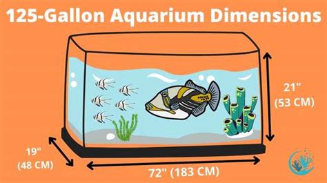 Discover the Top 5 Best Saltwater Fish for your 125 Gallon Tank