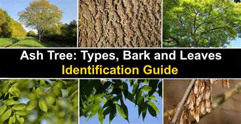 Ash Trees: Types, Bark and Leaves - Identification Guide (Pictures)