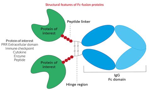 Fc-fusion Proteins | InvivoGen